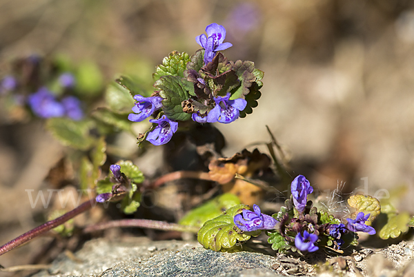 Gewöhnlicher Gundermann (Glechoma hederacea)