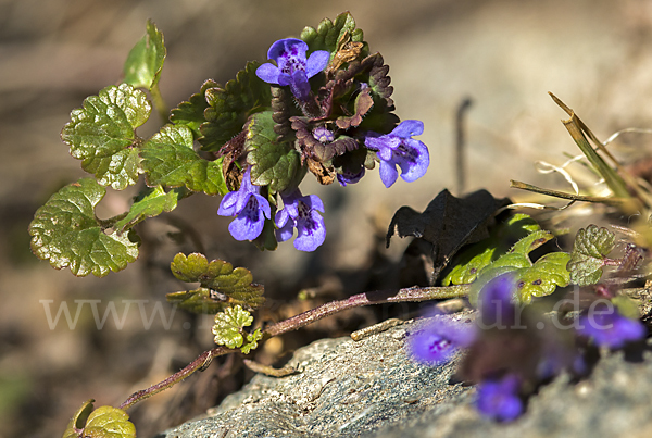 Gewöhnlicher Gundermann (Glechoma hederacea)