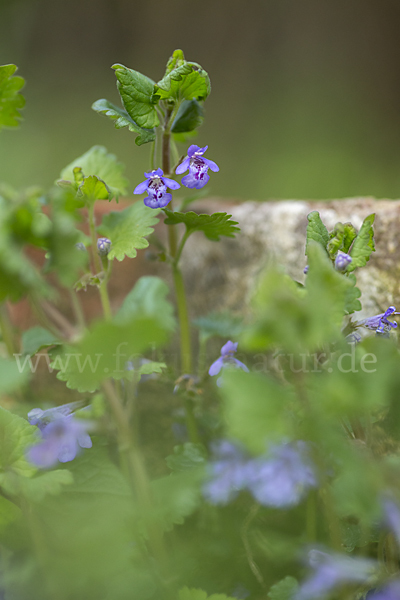 Gewöhnlicher Gundermann (Glechoma hederacea)