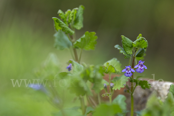 Gewöhnlicher Gundermann (Glechoma hederacea)