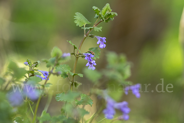 Gewöhnlicher Gundermann (Glechoma hederacea)