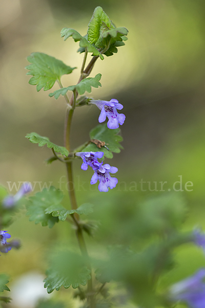 Gewöhnlicher Gundermann (Glechoma hederacea)