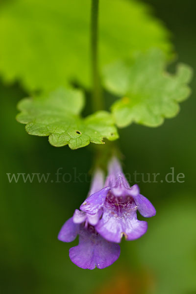 Gewöhnlicher Gundermann (Glechoma hederacea)