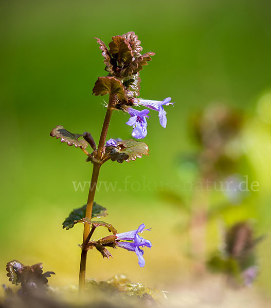 Gewöhnlicher Gundermann (Glechoma hederacea)