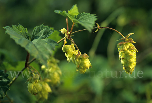 Gewöhnlicher Hopfen (Humulus lupulus)