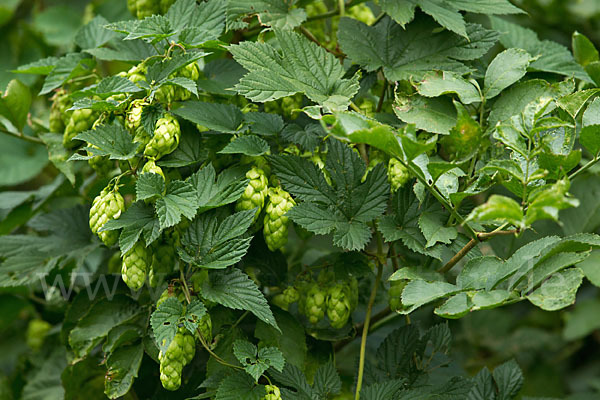 Gewöhnlicher Hopfen (Humulus lupulus)