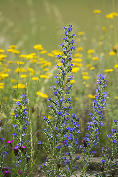 Gewöhnlicher Natternkopf (Echium vulgare)