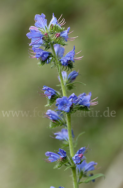 Gewöhnlicher Natternkopf (Echium vulgare)