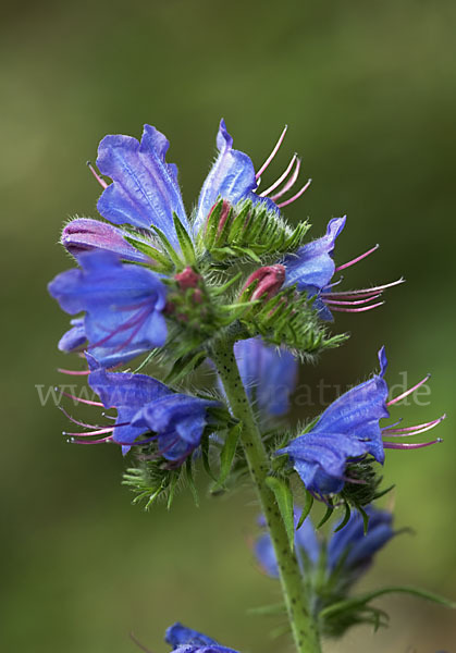 Gewöhnlicher Natternkopf (Echium vulgare)