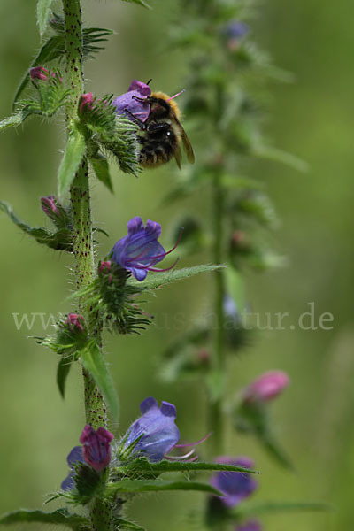 Gewöhnlicher Natternkopf (Echium vulgare)