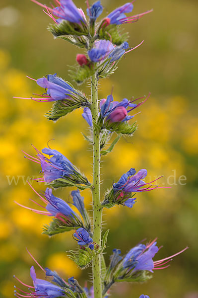 Gewöhnlicher Natternkopf (Echium vulgare)