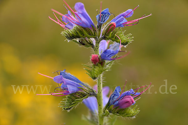 Gewöhnlicher Natternkopf (Echium vulgare)