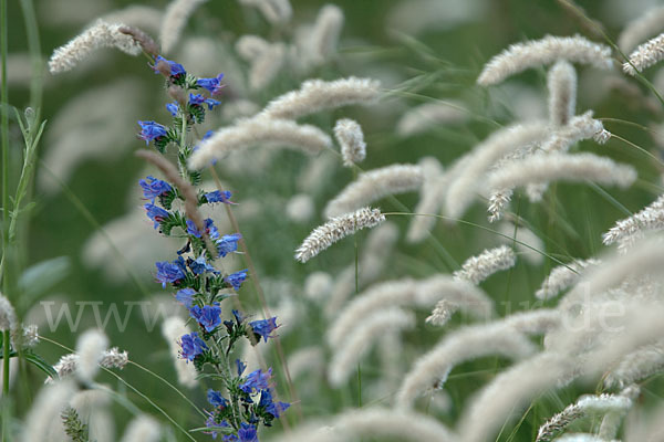 Gewöhnlicher Natternkopf (Echium vulgare)