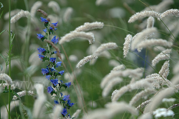 Gewöhnlicher Natternkopf (Echium vulgare)