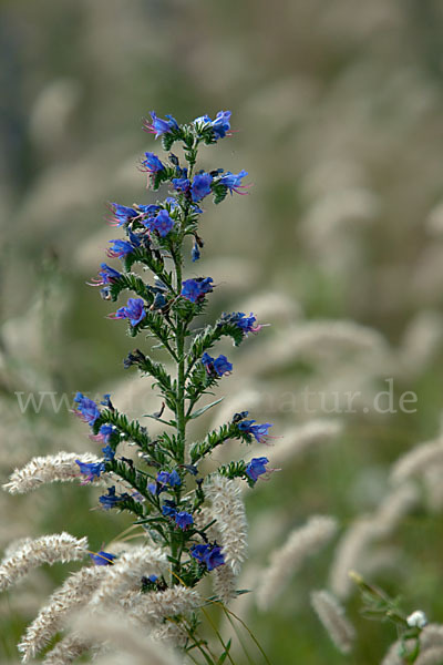 Gewöhnlicher Natternkopf (Echium vulgare)