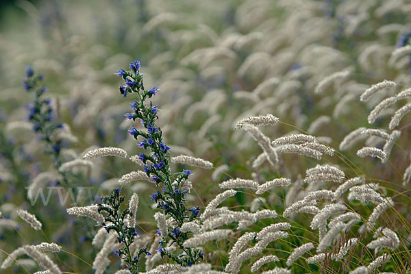 Gewöhnlicher Natternkopf (Echium vulgare)