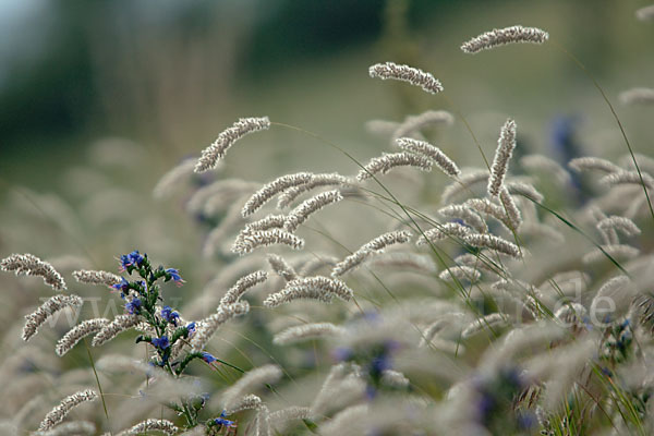 Gewöhnlicher Natternkopf (Echium vulgare)