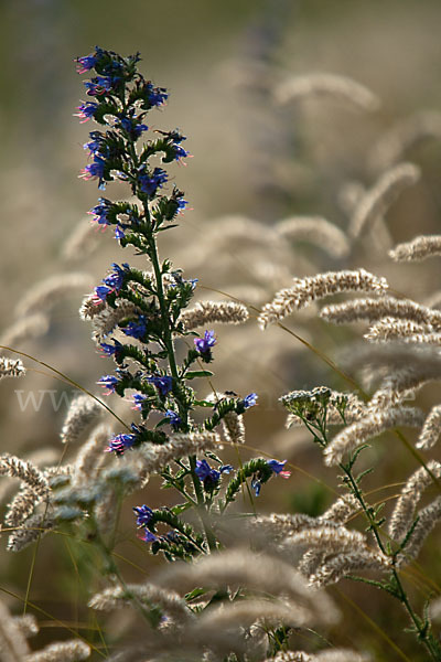 Gewöhnlicher Natternkopf (Echium vulgare)