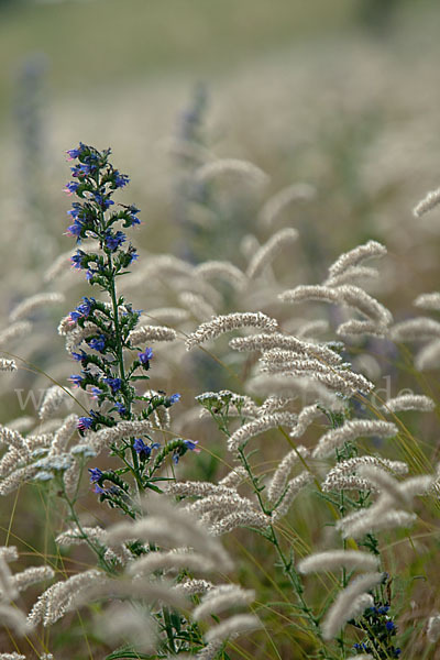 Gewöhnlicher Natternkopf (Echium vulgare)