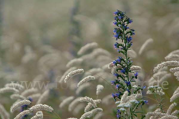 Gewöhnlicher Natternkopf (Echium vulgare)