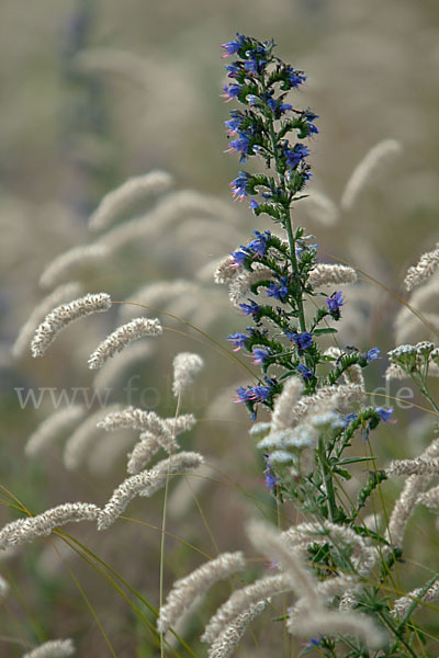 Gewöhnlicher Natternkopf (Echium vulgare)