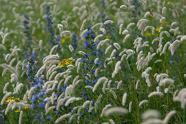 Gewöhnlicher Natternkopf (Echium vulgare)