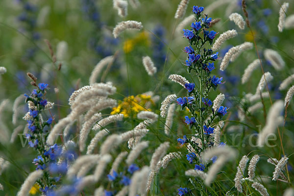 Gewöhnlicher Natternkopf (Echium vulgare)