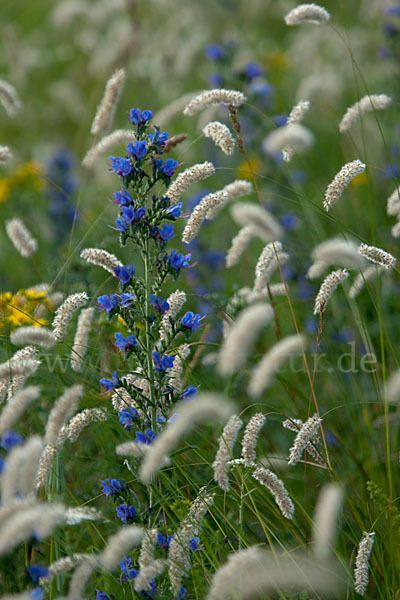 Gewöhnlicher Natternkopf (Echium vulgare)