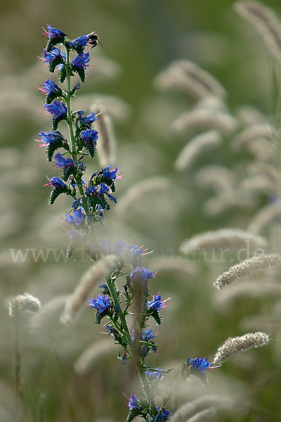 Gewöhnlicher Natternkopf (Echium vulgare)