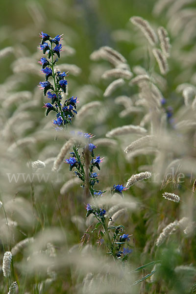 Gewöhnlicher Natternkopf (Echium vulgare)