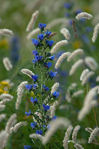 Gewöhnlicher Natternkopf (Echium vulgare)