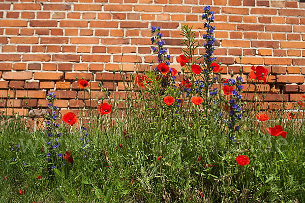 Gewöhnlicher Natternkopf (Echium vulgare)