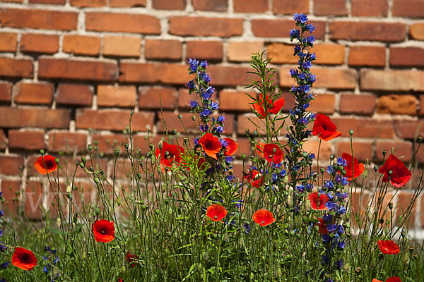 Gewöhnlicher Natternkopf (Echium vulgare)