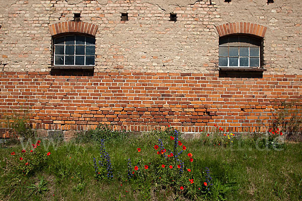 Gewöhnlicher Natternkopf (Echium vulgare)