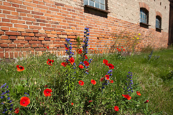 Gewöhnlicher Natternkopf (Echium vulgare)