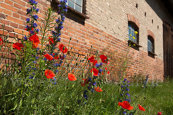 Gewöhnlicher Natternkopf (Echium vulgare)