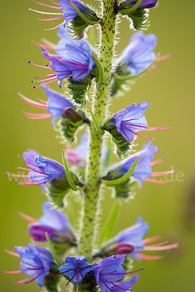 Gewöhnlicher Natternkopf (Echium vulgare)