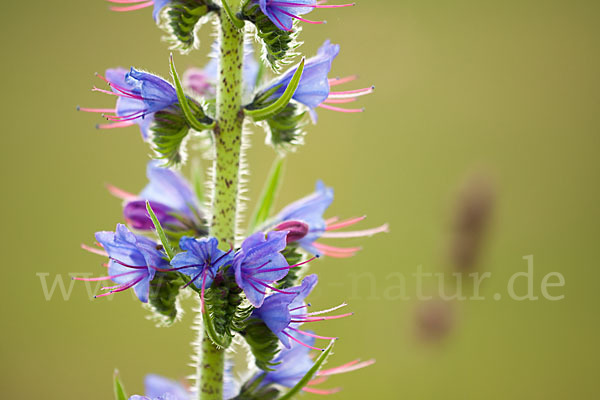 Gewöhnlicher Natternkopf (Echium vulgare)