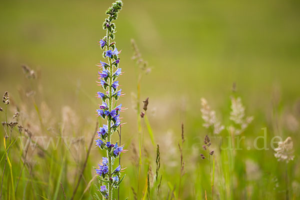 Gewöhnlicher Natternkopf (Echium vulgare)