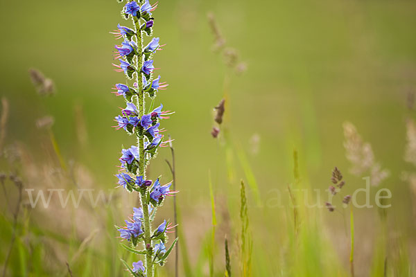 Gewöhnlicher Natternkopf (Echium vulgare)