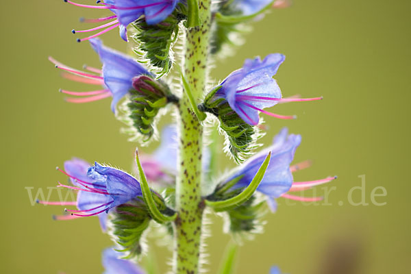 Gewöhnlicher Natternkopf (Echium vulgare)