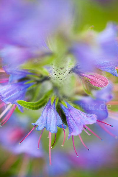 Gewöhnlicher Natternkopf (Echium vulgare)