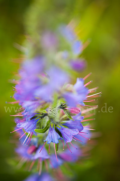 Gewöhnlicher Natternkopf (Echium vulgare)