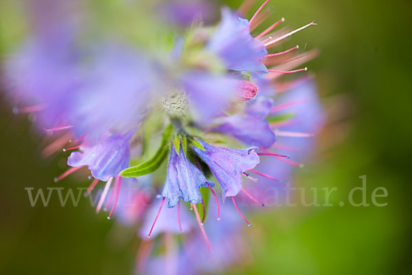 Gewöhnlicher Natternkopf (Echium vulgare)