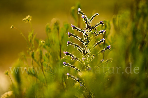 Gewöhnlicher Natternkopf (Echium vulgare)