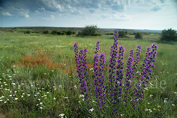 Gewöhnlicher Natternkopf (Echium vulgare)