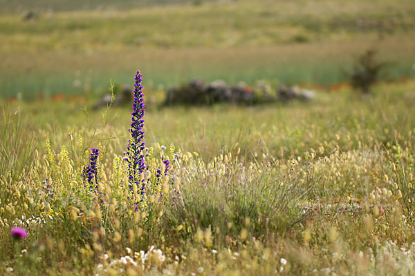 Gewöhnlicher Natternkopf (Echium vulgare)