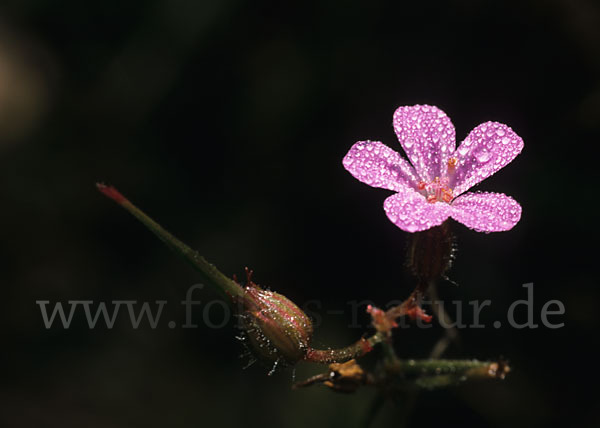 Gewöhnlicher Reiherschnabel (Erodium cicutarium)