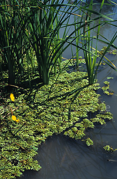 Gewöhnlicher Schwimmfarn (Salvinia natans)