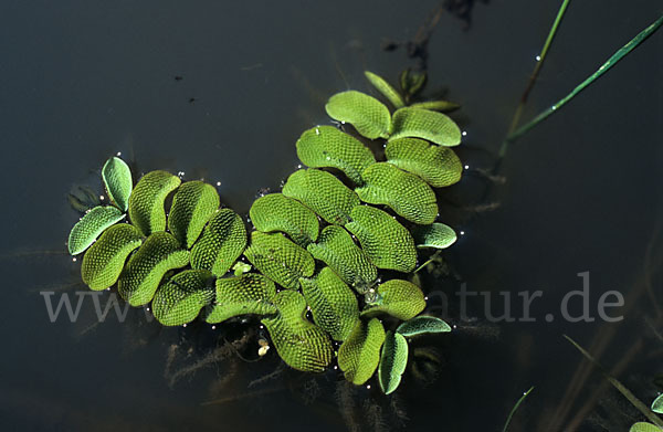 Gewöhnlicher Schwimmfarn (Salvinia natans)